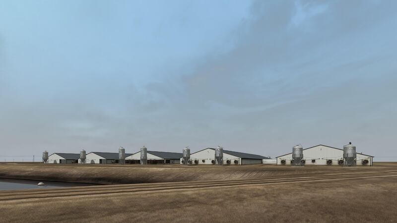 A matter of taste: a still from John Gerrard’s Sow Farm, Oklahoma, 2007. Courtesy the artist, Thomas Dane Gallery, London, and Simon Preston Gallery, New York