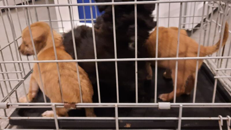 Puppies seized at Dublin Port. Photograph: DSPCA