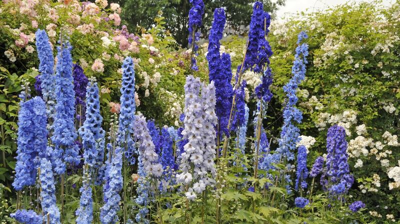 Delphiniums. Photograph: Getty