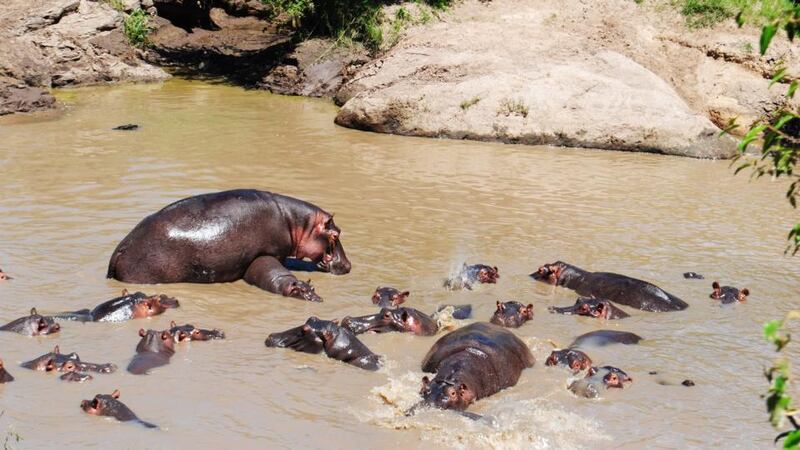 Hippos hiding from the midday sun in the Masai Mara. Photograph: Ciara Kenny