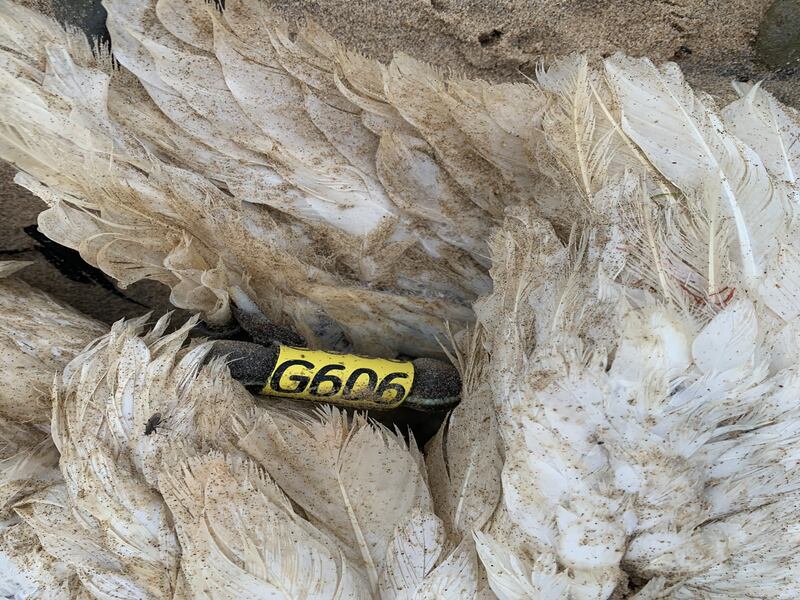 Another dead gannet on Morriscastle Beach, Co Wexford. Photograph: John O'Brien/BirdWatch Ireland