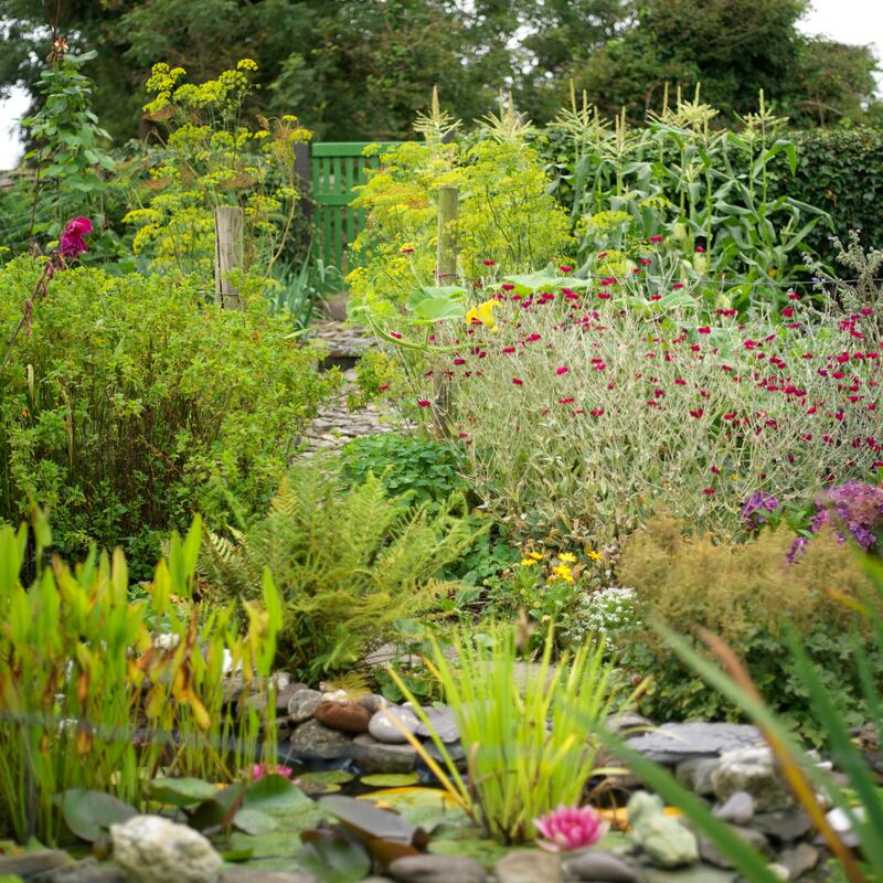 Marilyn Farrell’s garden. Photograph: Richard Johnston