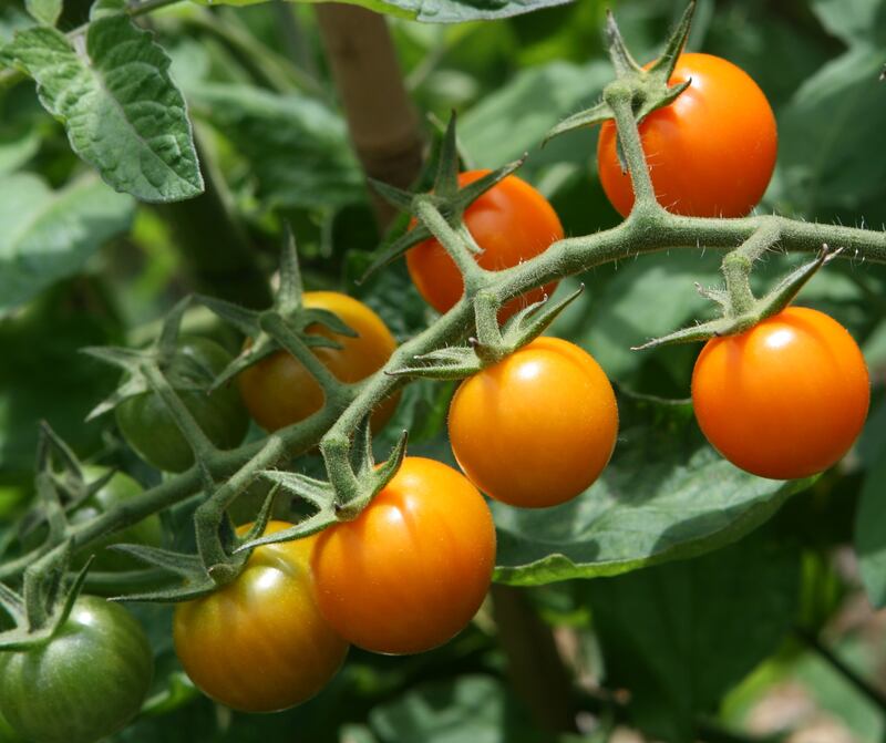 Sungold tomatoes. Photograph: iStock