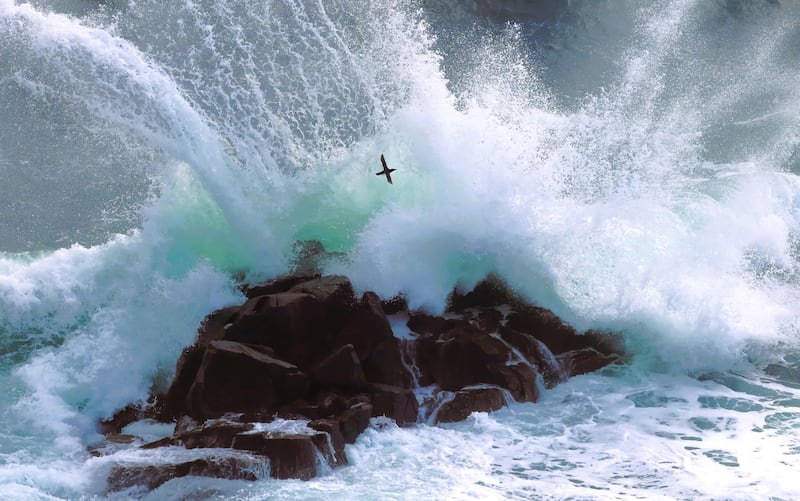 Donal Power came in third in the Wildlife and the Coast category with 'Storm Chaser', taken from the outcrop off Greater Saltee Island, Co Wexford.