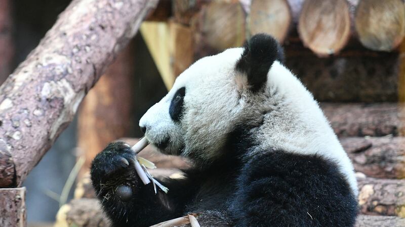 The Moscow Zoo received a pair of giant pandas from China for 15 years as part of so-called “panda diplomacy”. Photograph:  Alexander Vilf/Sputnik/Kremlin