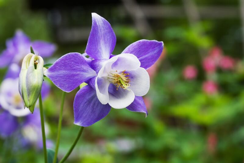 A purple and white columbine. Photograph: iStock