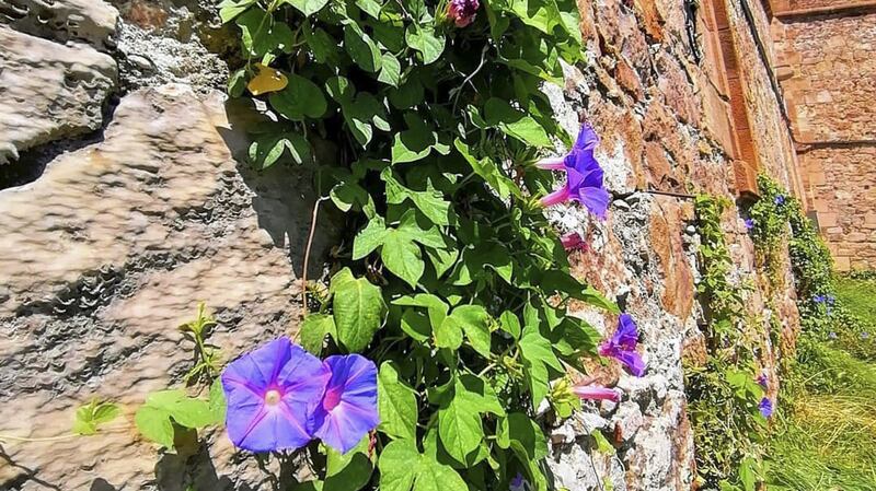 For a vibrant, vertical display of summer colour against a sunny, sheltered wall or pergola, sow seed of fast-growing half-hardy climbers such as the morning glory vine.