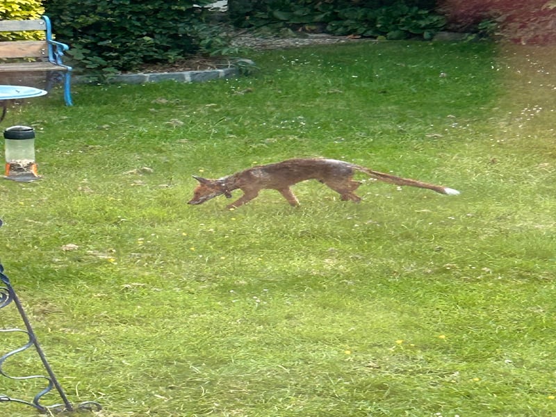 Fox, supplied by Frank Daly