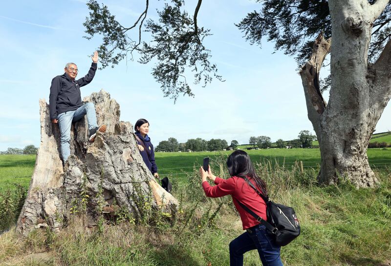 Damage suffered in recent storms have increased the number of gaps between the trees, marked only by remaining stumps.
Photograph: Stephen Davison