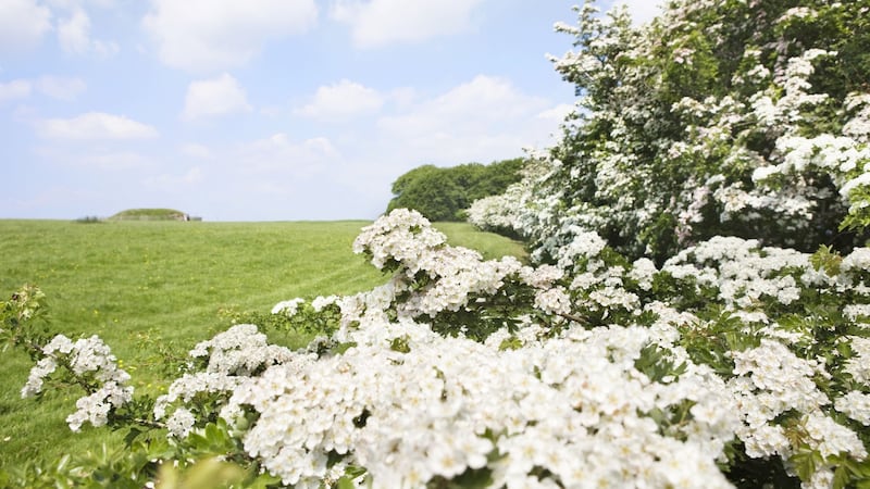 Hawthorn blossom.  Photograph: iStock