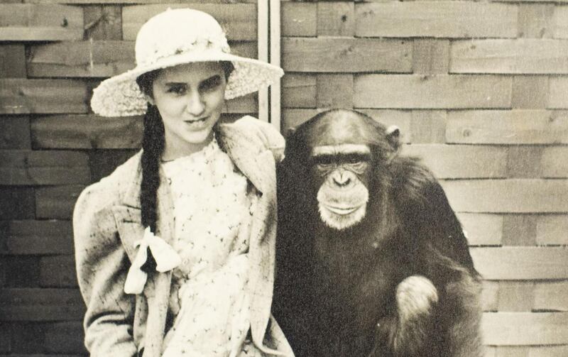 Elizabeth O’Kelly with a chimp at London Zoo