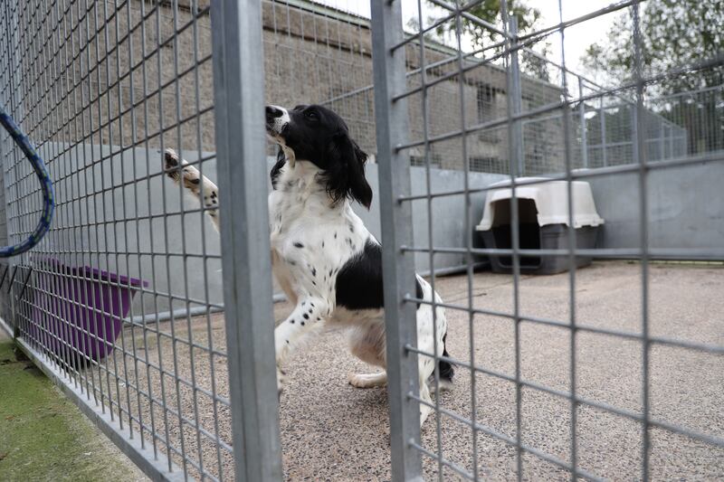 One of the main reasons people have for requesting to surrender their dogs are unwanted behaviours in the animals. Photograph: Nick Bradshaw