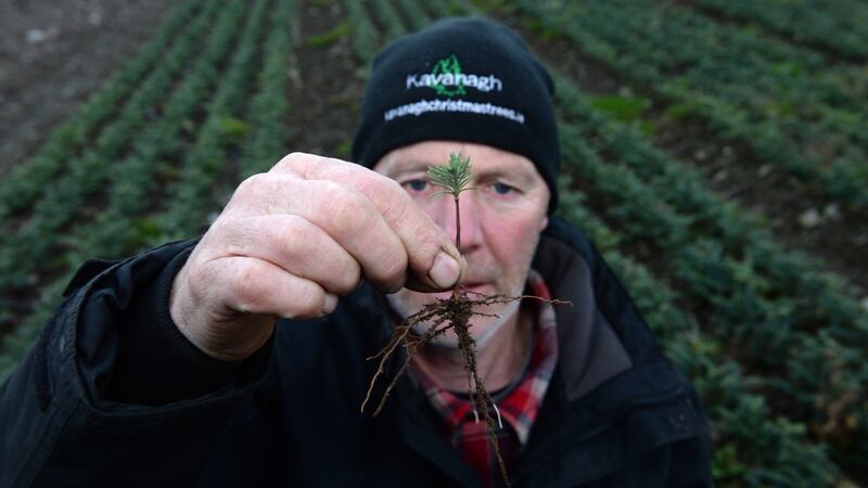 Christy Kavanagh at Kavanaghs Christmas Tree farm holding a one year tree in his nursary in Newtownmountkennedy, Co Wicklow. Photograph: Cyril Byrne