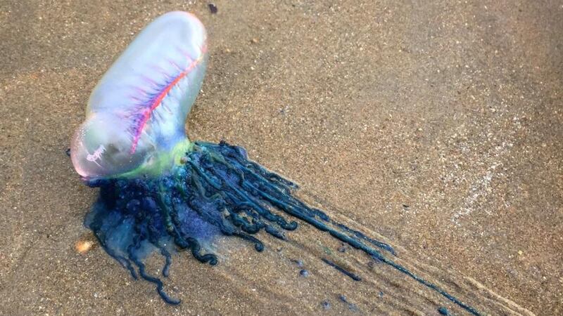 A Portuguese man o’ war in Waterford.