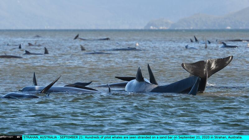 Hundreds of pilot whales are seen stranded on a sand bar in Strahan, Australia. Photograph: The Advocate - Pool/Getty Images