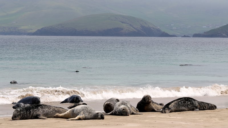 Seals on the beach on Great Blasket island.