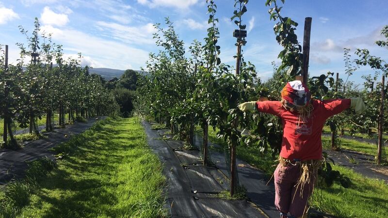 Orchard at Irish Seed Savers in Scarriff, Co Clare