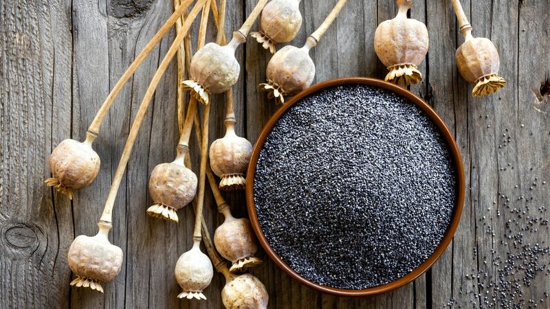 Poppy seeds. Photograph: iStock