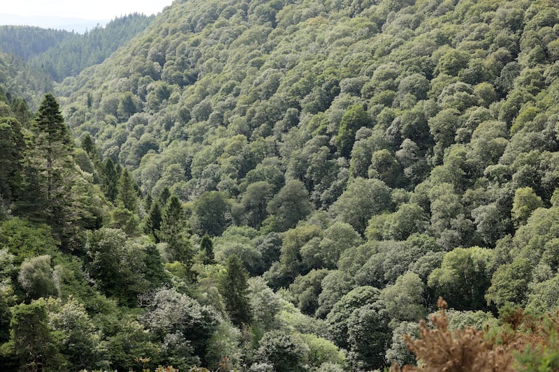 Pristine woodland near Ashford, Co Wicklow. Photograph: Alan Betson 

