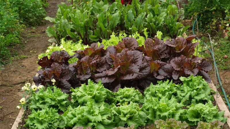 Vegetables that could, at a push, be sown now under cover in gentle heat and into modules to transplant into the polytunnel include mangetout and sugarsnap peas, micro leaves, lettuce and radishes. Photograph: Richard Johnston