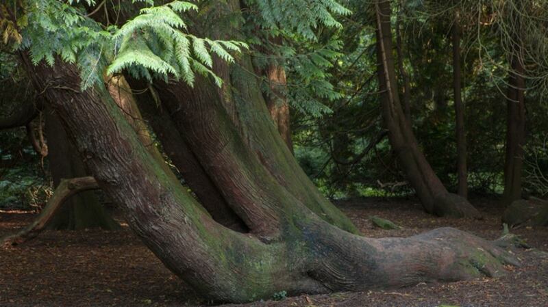 Trunk of a huge old tree in Gosford Forest Park, Markethill, Co Armagh