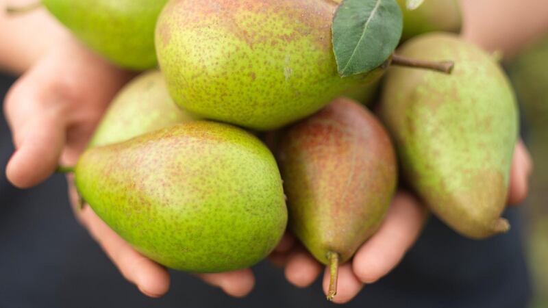 Pears from  an Irish garden. Photo Credit Richard Johnston