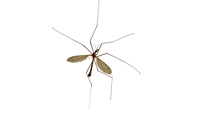 Denise  Melia said she found a dead daddy long legs in a box of food she bought from Macari’s Takeaway at Meakstown Shopping Centre, Finglas and part of its leg in a second box. Image: iStock.