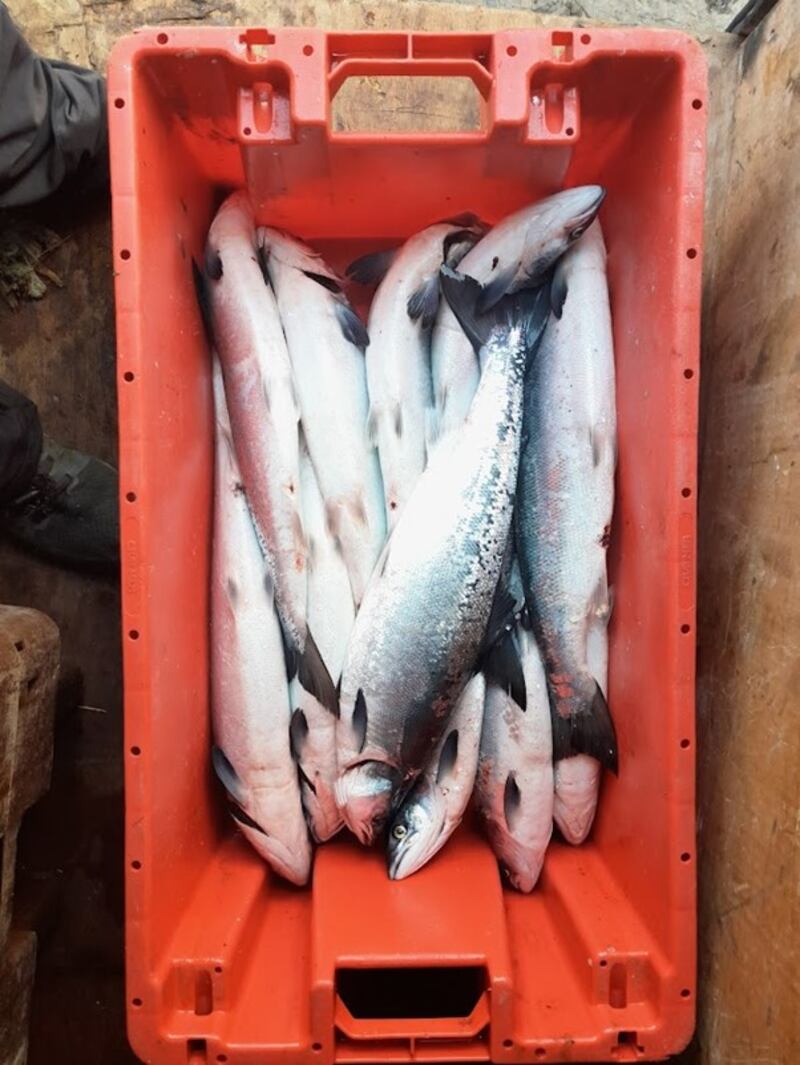 One of three boxes containing a total of 27 illegally-caught salmon seized off the coast of Co Mayo