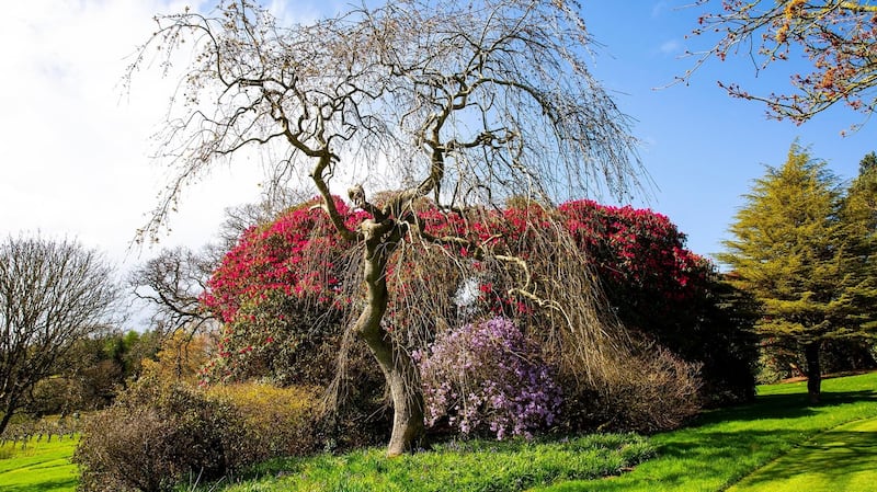 Part of the mature garden at Cappoquin House. Photograph: Mary Browne