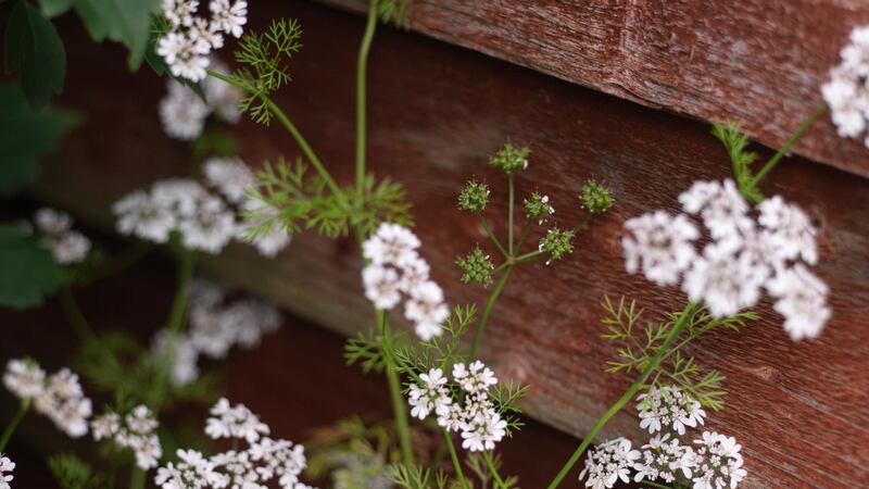 The dainty flowers of coriander are edible. Photograph: Richard Johnston