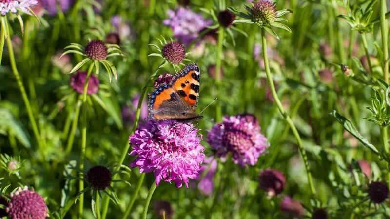 A butterfly at the farm. Photograph: John Daly/Inspire Group