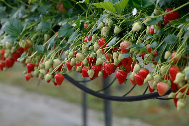 Each of Greenhill Fruit Farm's roughly 150 vinyl grow tunnels supports 3,600 strawberry plants, more than a half a million plants in all. Photograph: Nick Bradshaw