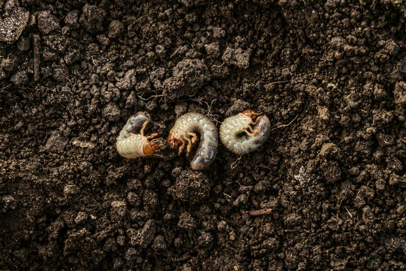 The only organic method of control of chafer grubs in lawns is through the use of nematodes in autumn or late spring. Photograph: iStock