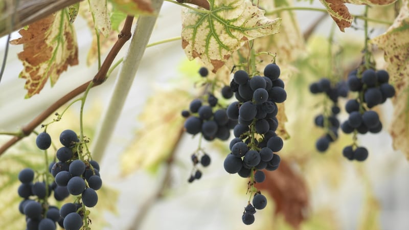 Black Hamburg’ grapes ripening in the Richard Turner designed peachhouse in the gardens of Aras an Uachtarain. Photograph:  Richard Johnston