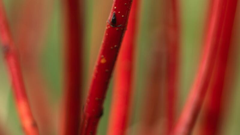 Scarlet-stemmed dogwoods give interest to the winter garden. Photograph: Richard Johnston