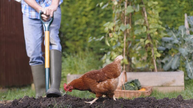 ‘Seasoned poultry keepers refer to chickens as the “gateway” creature.’ Photograph: Getty Images