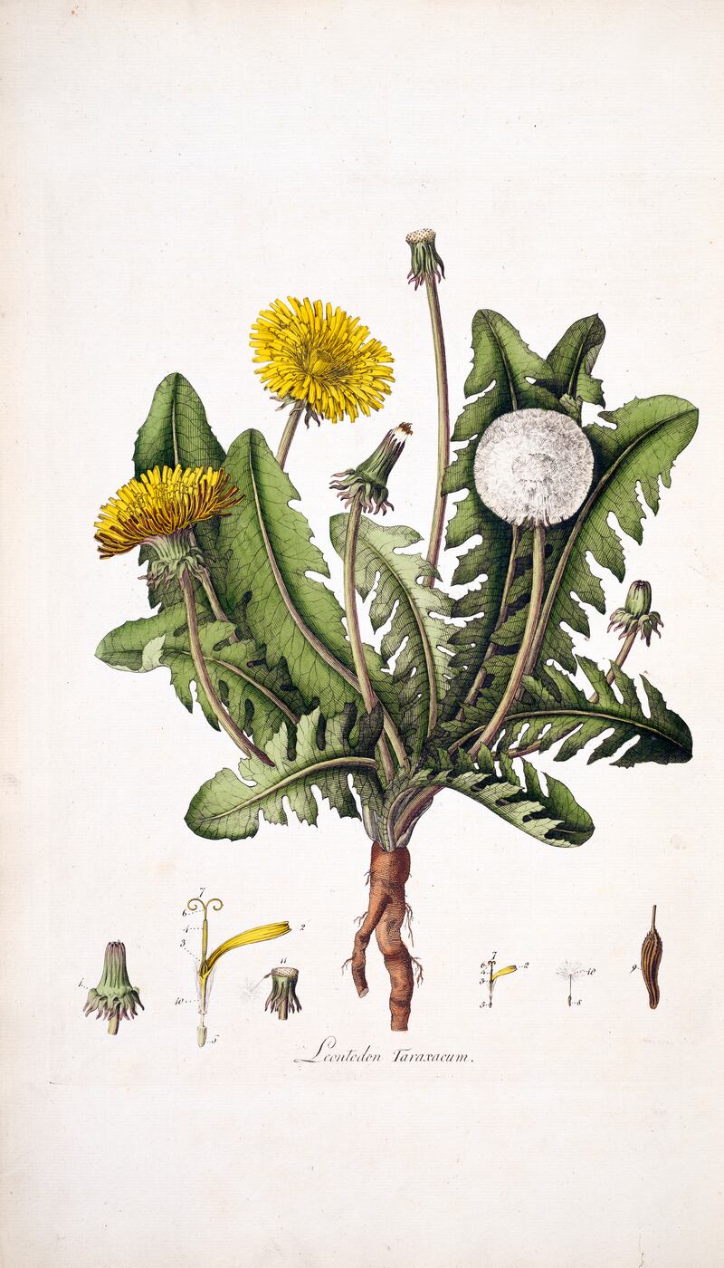 Leontodon taraxacum (Taraxacum officinale), dandelion, copperplate handcoloured engraving of original watercolour by William Kilburn.