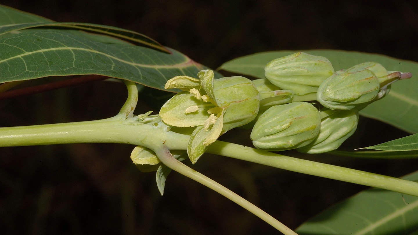 A new type of manihot. Photograph: Royal Botanic Gardens, Kew/PA Wire