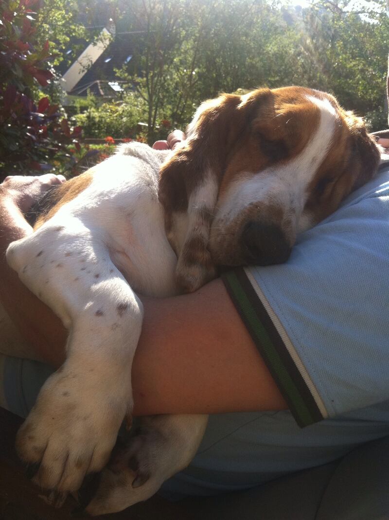 If you left Humphrey alone for five minutes, he greeted your return like you’d been away for a month