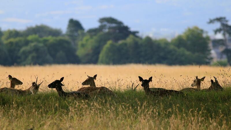 Deer lying in the dry grass in Dublin’s Phoenix Park on Wednesday. Photograph: Nick Bradshaw/The Irish Times
