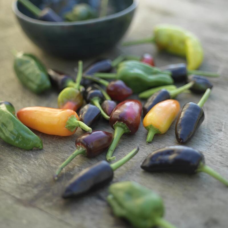 Homegrown chillies from Fionnuala's garden