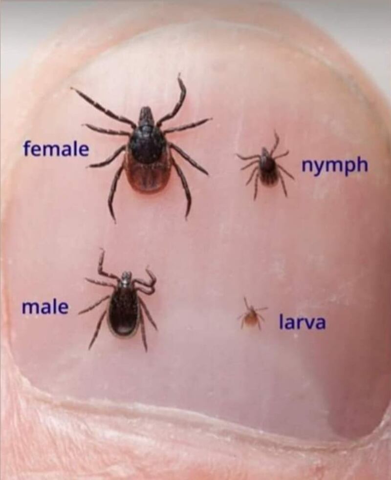 A tick is only about the size of a poppy seed when in its nymph (baby) phase but can grow to the size of a petit pois after feeding on its host