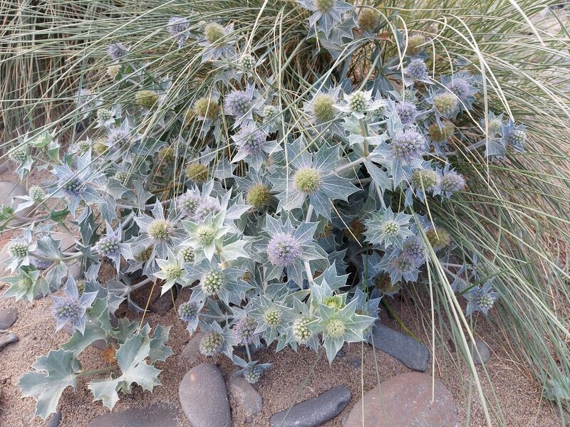 Participants on a foraging Walk on Cross Strand, Mayo, learned about natural botanicals that can be used in everyday life, like this Sea Holly.
