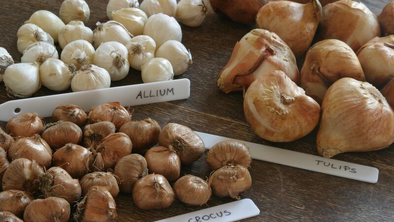 Spring flowering bulbs should be ordered now. Photograph: iStock