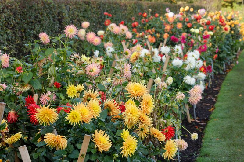 The National Botanic Gardens: a gorgeous backdrop for lunch at any time of year. Photograph: Alan Betson