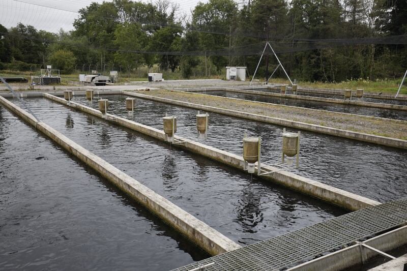 Goatsbridge's pond and rearing area