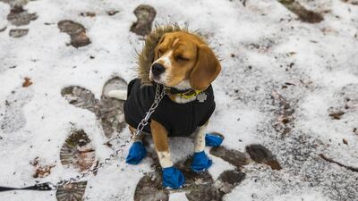 Polo, a beagle from Caracas, Venezuela.