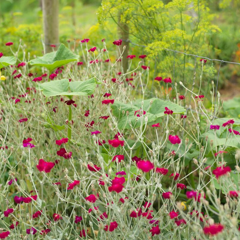 Photograph: Richard Johnston