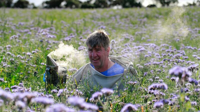 Beekeeper Dermot Fanning from Rathdrum, Co Wicklow. Photograph: Nick Bradshaw/ The Irish Times