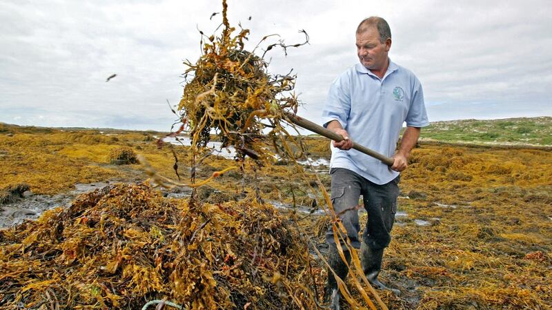 Johnny Clochartaigh harvesting seaweed near Carna, Co Galway. Photograph: Joe O’Shaughnessy